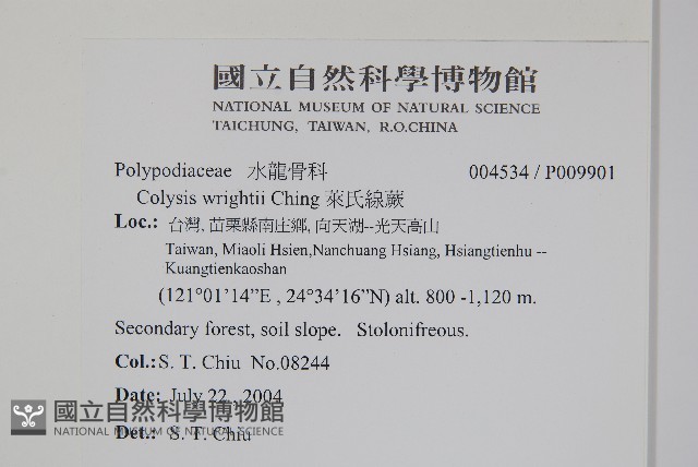 萊氏線蕨藏品圖，第2張