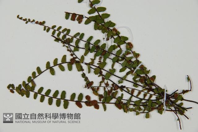 鐵角蕨藏品圖，第3張