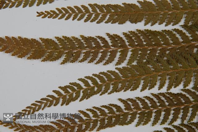 粗毛鱗蓋蕨藏品圖，第6張