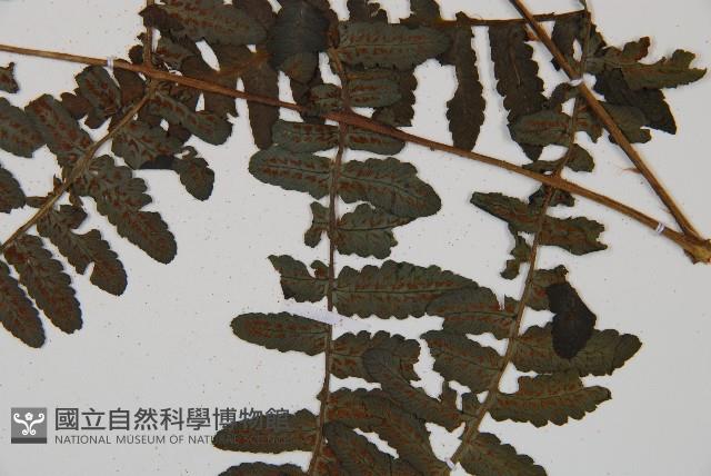 黑葉貞蕨藏品圖，第3張