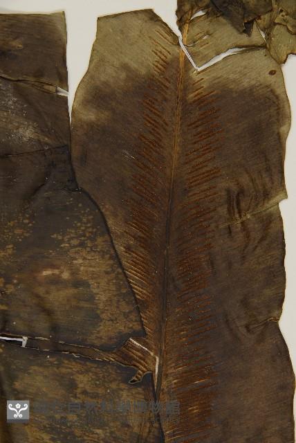 臺灣山蘇花藏品圖，第3張