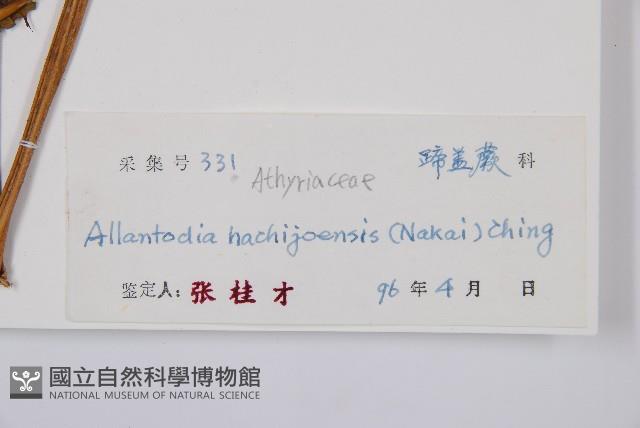 薄蓋短腸蕨藏品圖，第3張