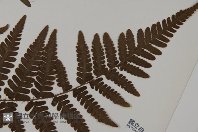 愛德氏肋毛蕨藏品圖，第3張