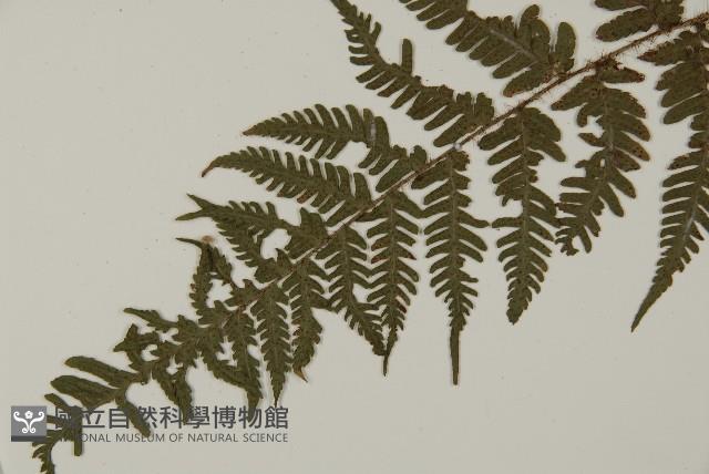 愛德氏肋毛蕨藏品圖，第3張