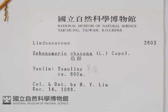 烏蕨藏品圖，第2張
