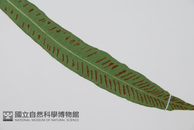 單葉雙蓋蕨藏品圖，第3張