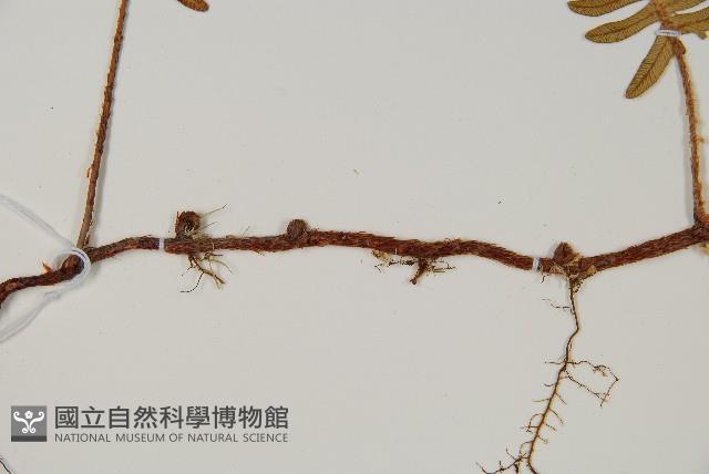 馬來陰石蕨藏品圖，第3張