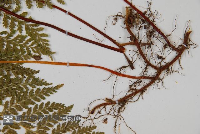 碗蕨藏品圖，第3張