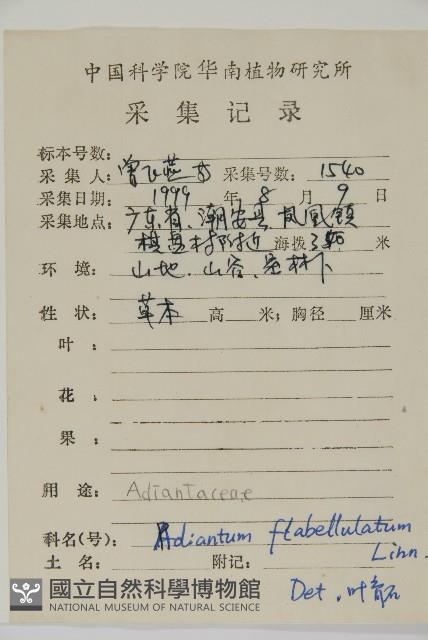 扇葉鐵線蕨藏品圖，第2張