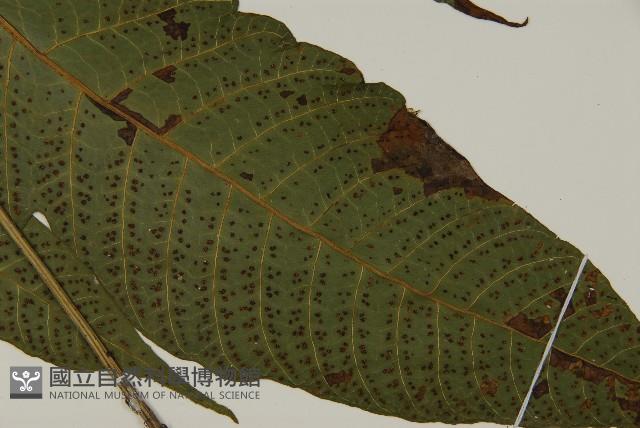 南投三叉蕨藏品圖，第6張