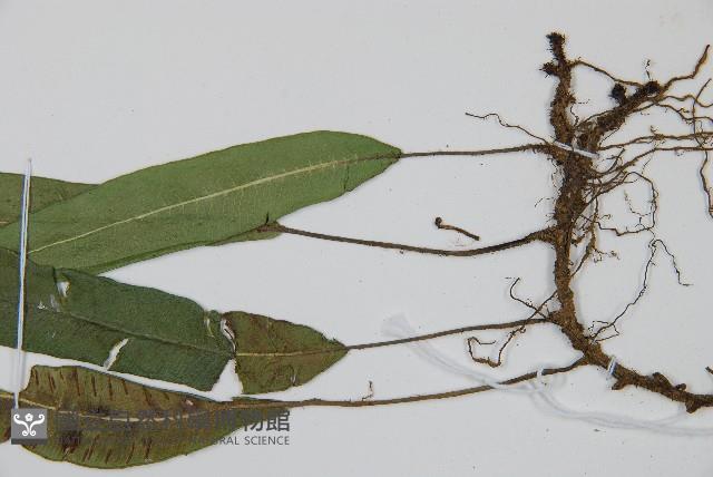 單葉雙蓋蕨藏品圖，第3張