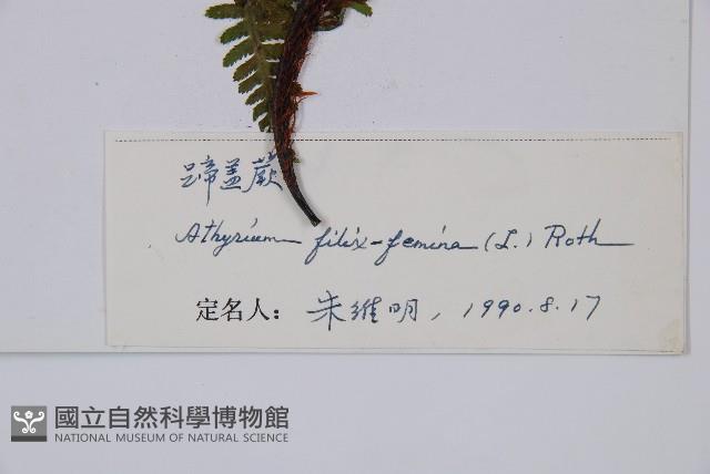 蹄蓋蕨藏品圖，第3張