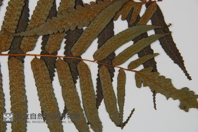 黑桫蕨藏品圖，第6張