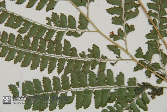 斜方複葉耳蕨藏品圖，第3張