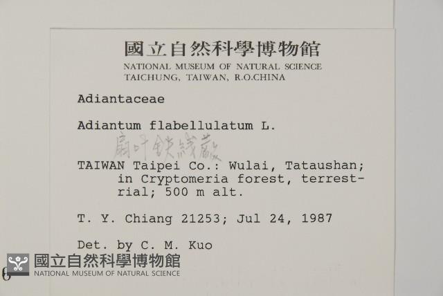 扇葉鐵線蕨藏品圖，第2張