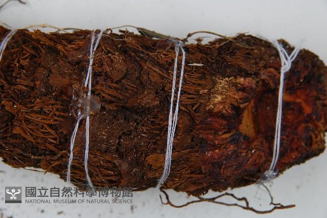 蘭嶼筆筒樹、蘭嶼桫欏藏品圖，第3張