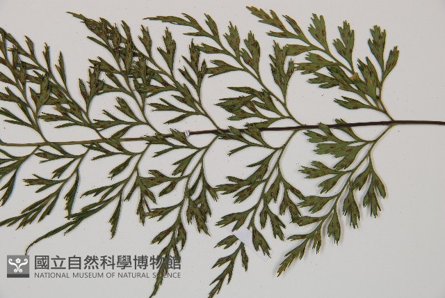 威氏鐵角蕨藏品圖，第3張