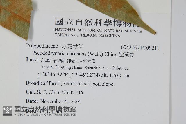 崖薑蕨藏品圖，第2張