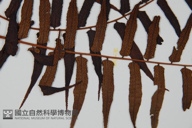 黑桫蕨藏品圖，第3張