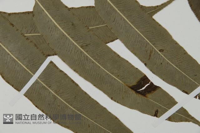 華鳳丫蕨藏品圖，第3張