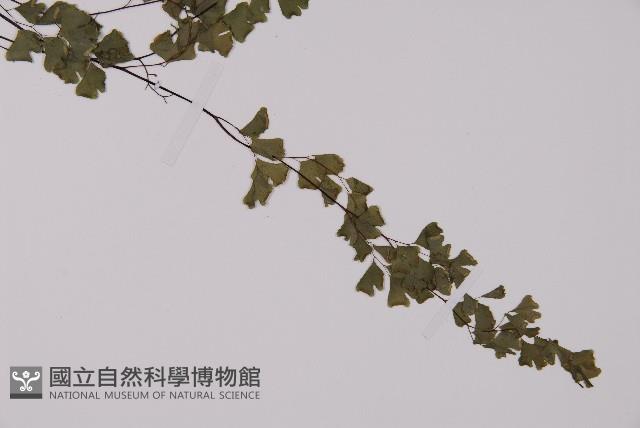 鐵線蕨藏品圖，第3張