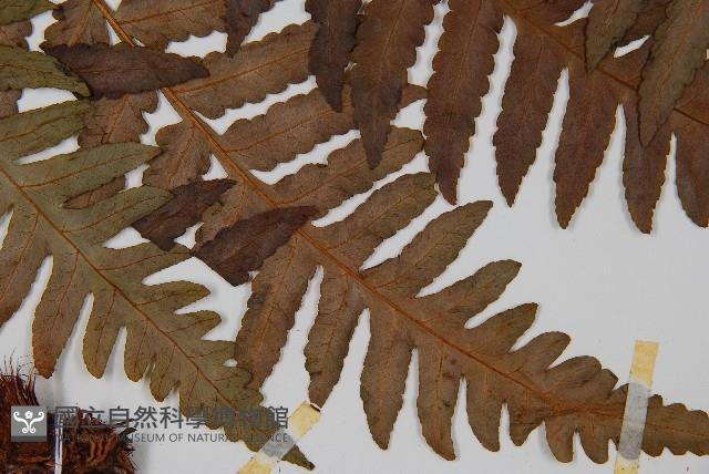 Accession Number:P000411 Collection Image, Figure 3, Total 5 Figures