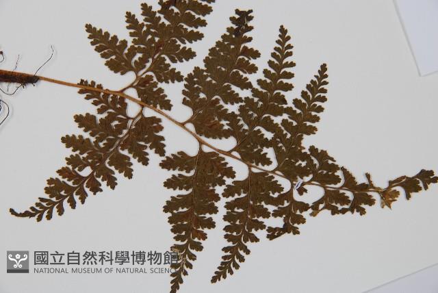 碗蕨藏品圖，第3張