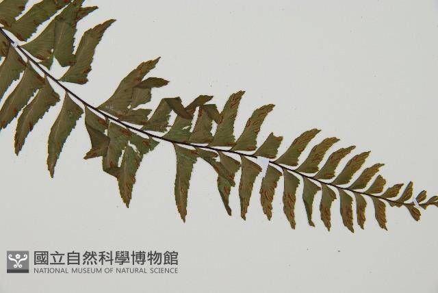 單邊鐵角蕨藏品圖，第3張