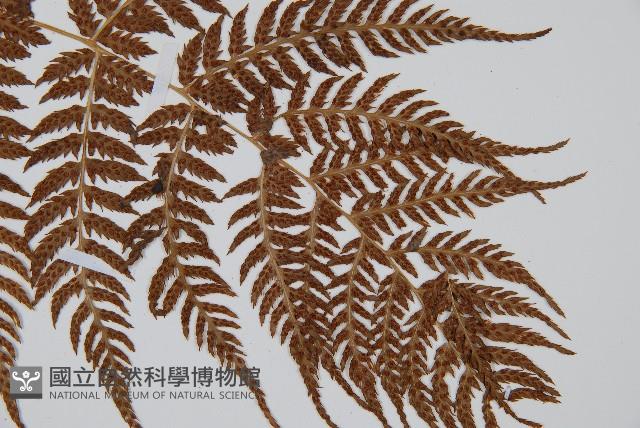 登錄號:P005811藏品圖，第3張