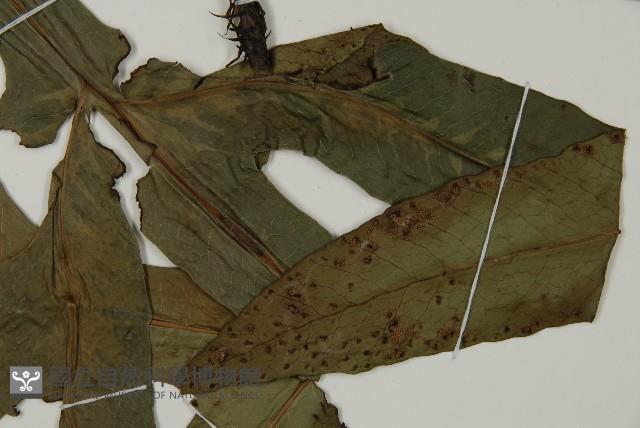 翅柄三叉蕨藏品圖，第2張