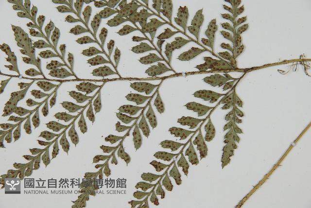 細葉複葉耳蕨藏品圖，第3張