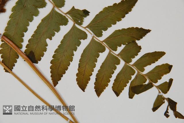 臺北鱗蓋蕨藏品圖，第3張