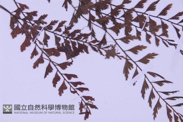 俄氏鐵角蕨藏品圖，第3張