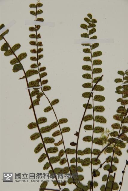 三翅鐵角蕨藏品圖，第3張