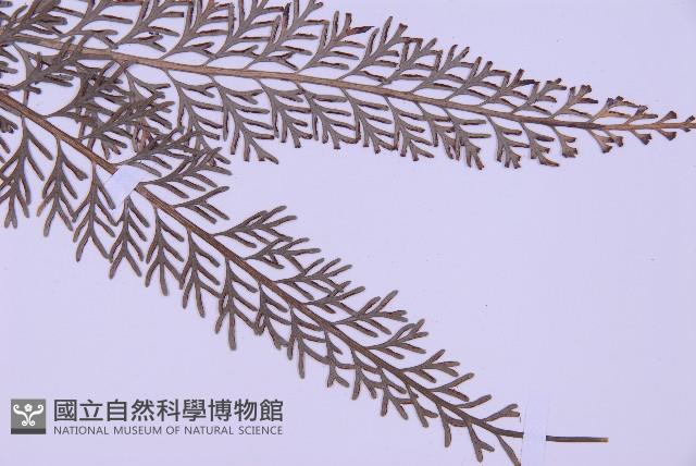 長生鐵角蕨藏品圖，第3張