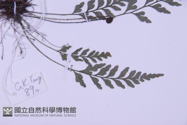 俄氏鐵角蕨藏品圖，第3張