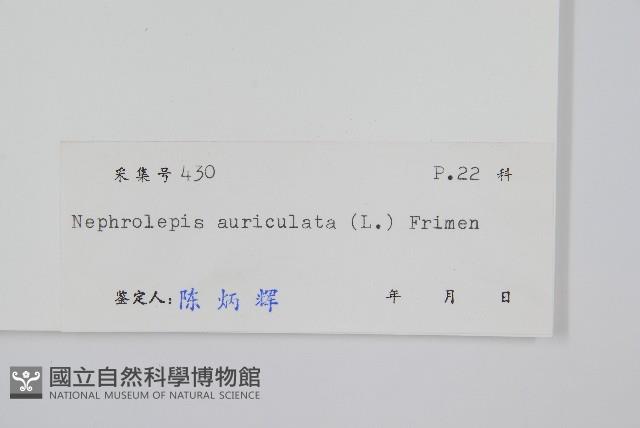 腎蕨藏品圖，第2張