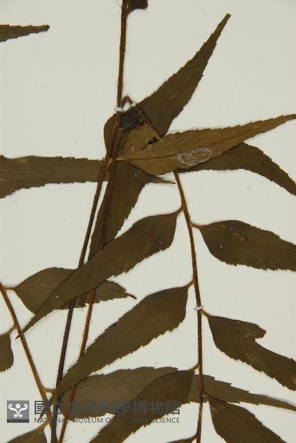 鐮葉鐵角蕨藏品圖，第3張