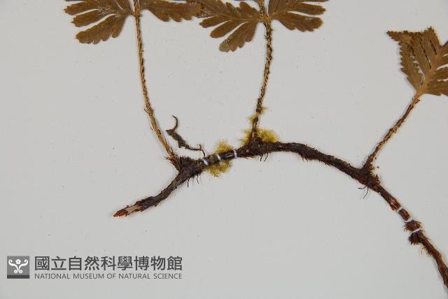 鱗葉陰石蕨藏品圖，第3張