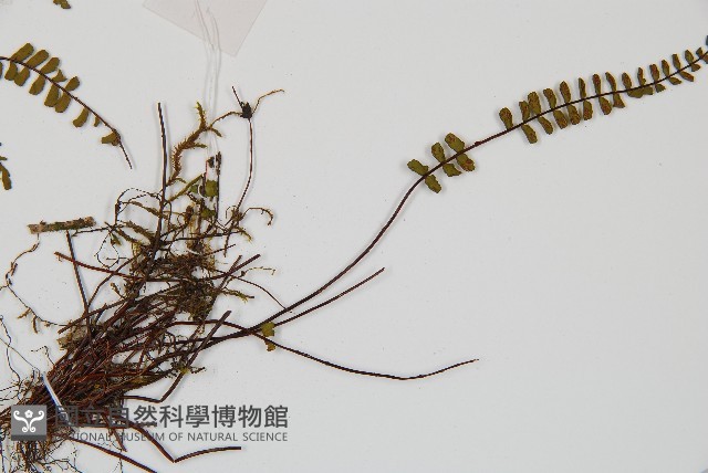 鐵角蕨藏品圖，第3張