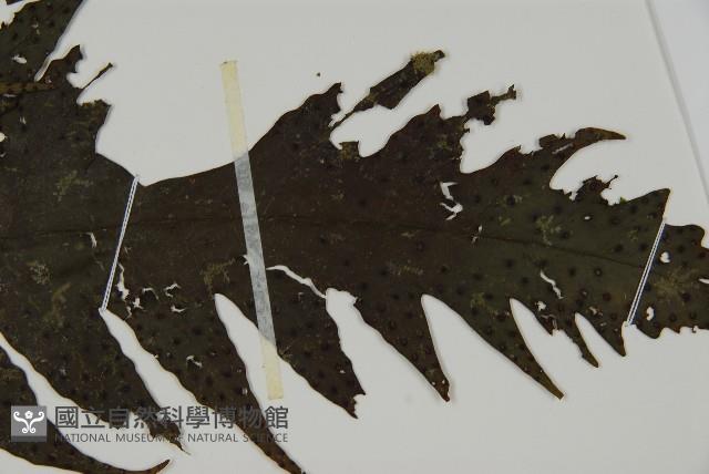 雲南三叉蕨藏品圖，第3張