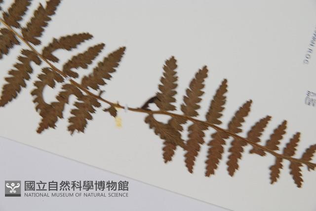 山蹄蓋蕨藏品圖，第3張