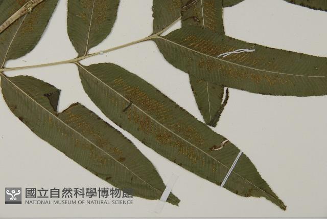 華鳳丫蕨藏品圖，第3張