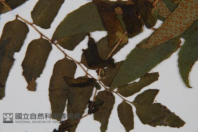 貫眾蕨藏品圖，第3張