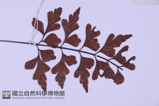 石生鐵角蕨藏品圖，第3張