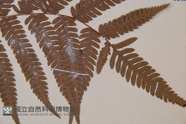 臺灣桫欏藏品圖，第3張