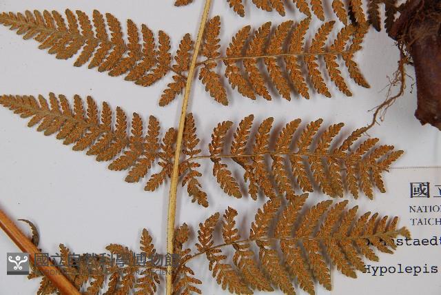 細葉姬蕨藏品圖，第3張