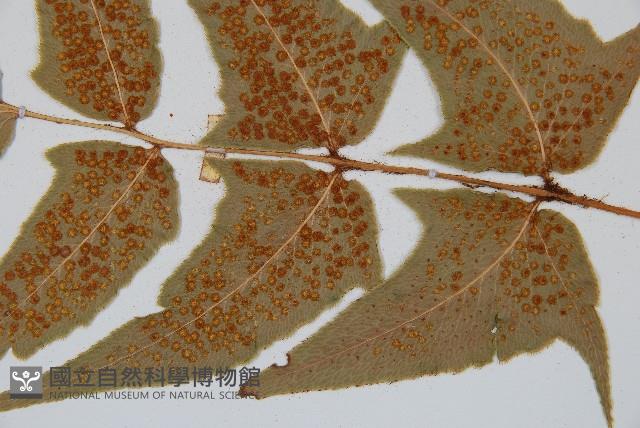 細齒貫眾蕨藏品圖，第3張