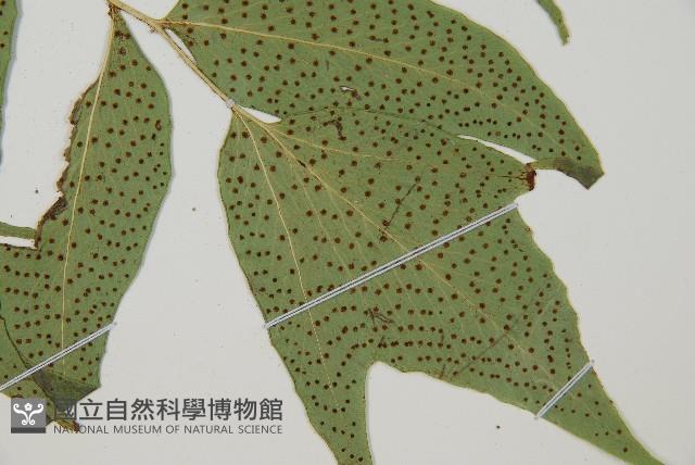 大葉貫眾蕨藏品圖，第2張