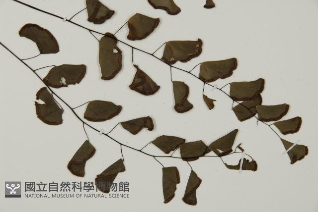 半月形鐵線蕨藏品圖，第3張